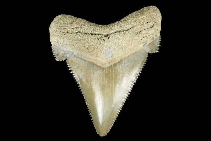 Serrated, Fossil Chubutensis Tooth - Aurora, North Carolina #176596